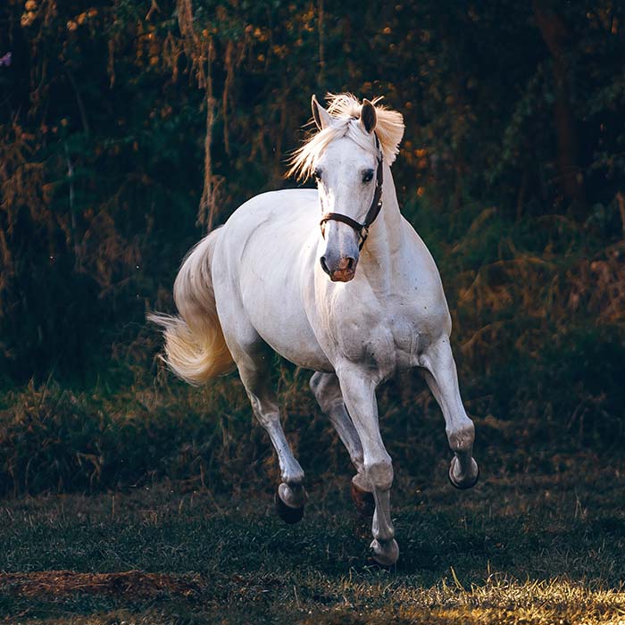 Photo of a white horse prancing around