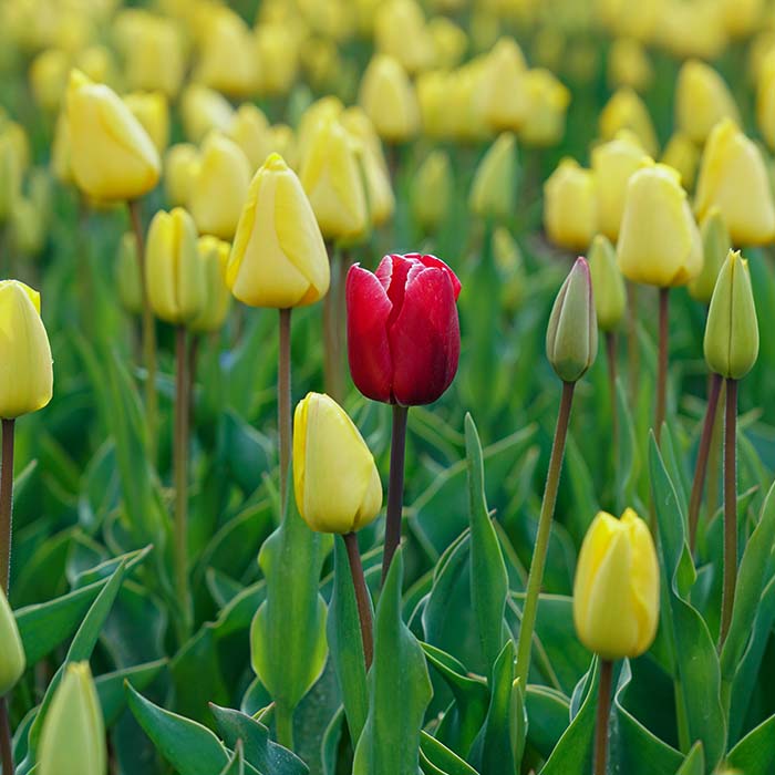 single red tulip in a field of yellow tulips