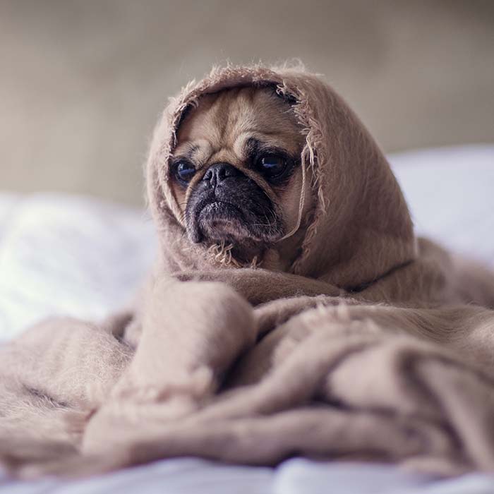 a puppy wrapped in a blanket looking sad