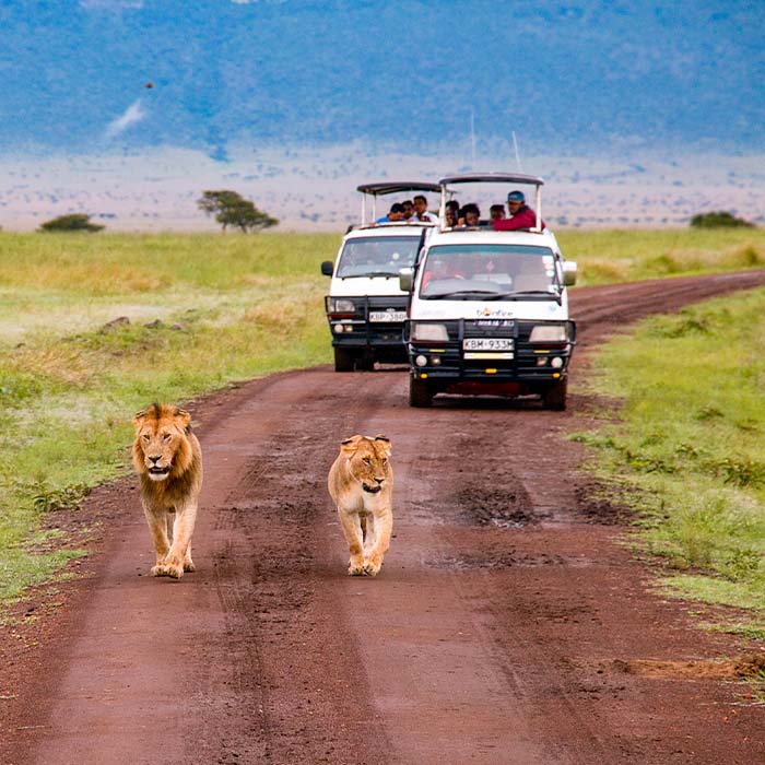 people on a safare with two lions walking in front of the vehicles